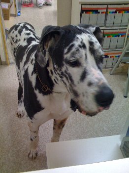 Dr Yoshimoto Days October 08 アーカイブ